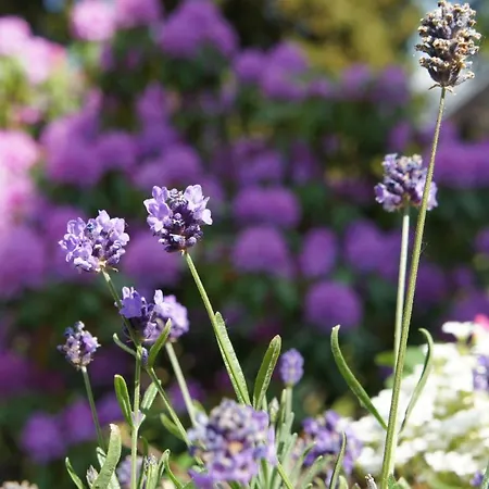 Friedrichshoehe - Sauna, Pool & Hotel 3*